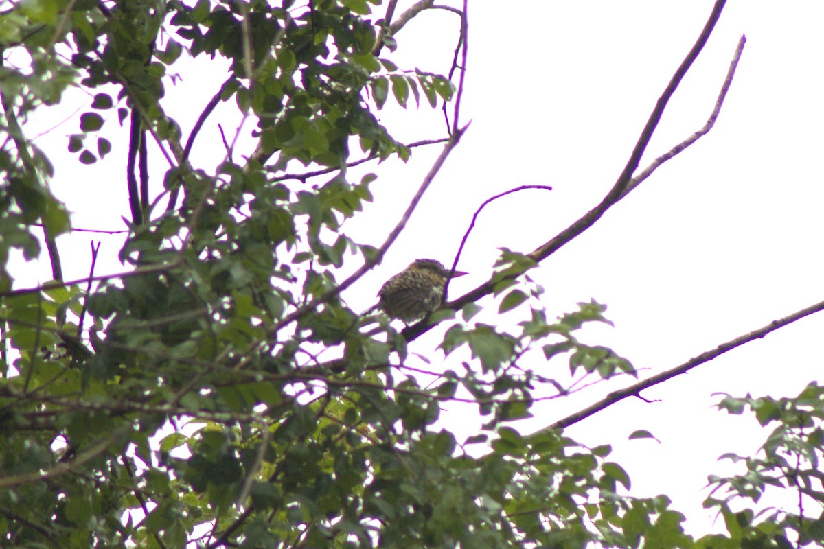 Spot-backed Puffbird - ML638032455