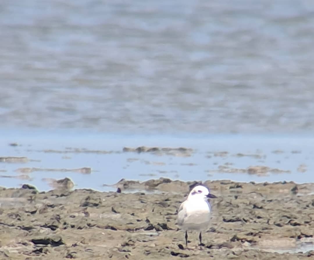 Gull-billed Tern - ML638032461