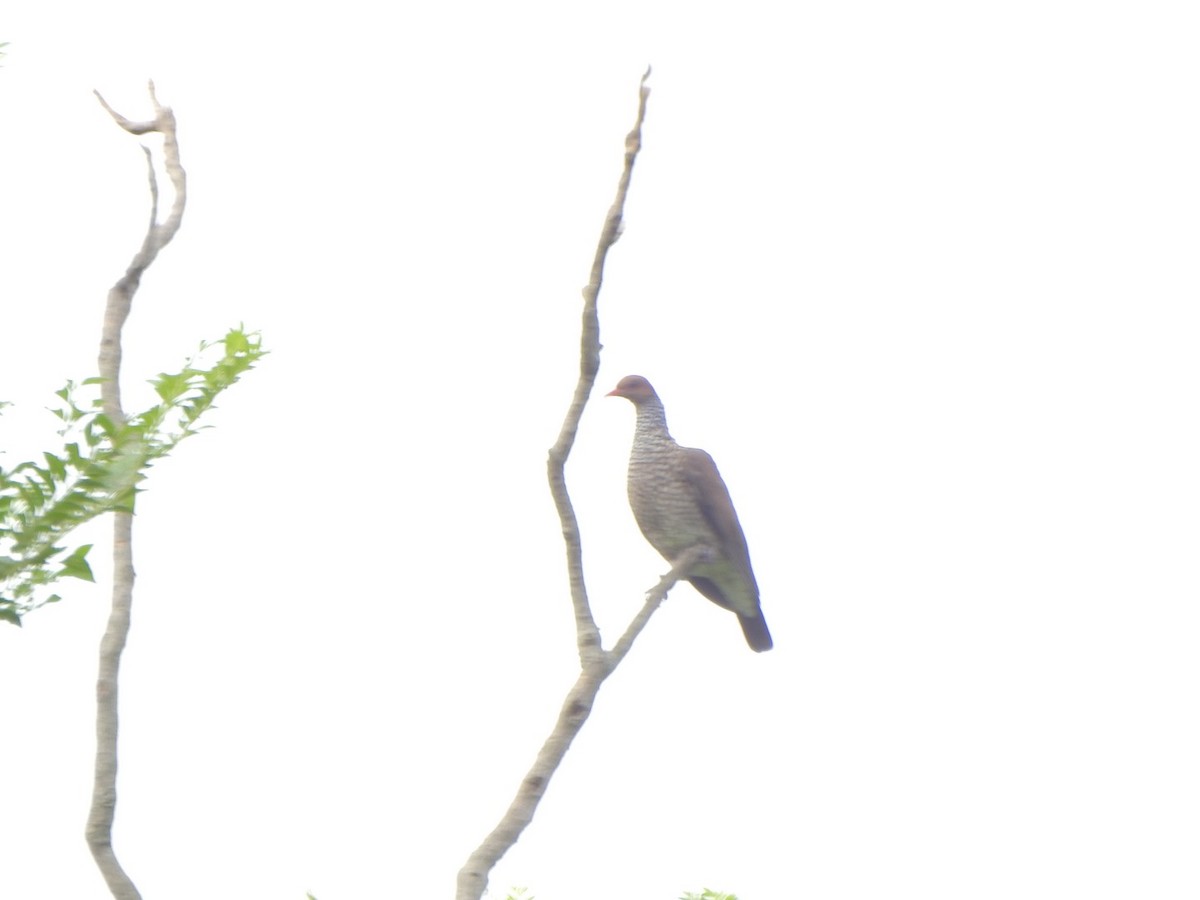 Scaled Pigeon - ML638032467
