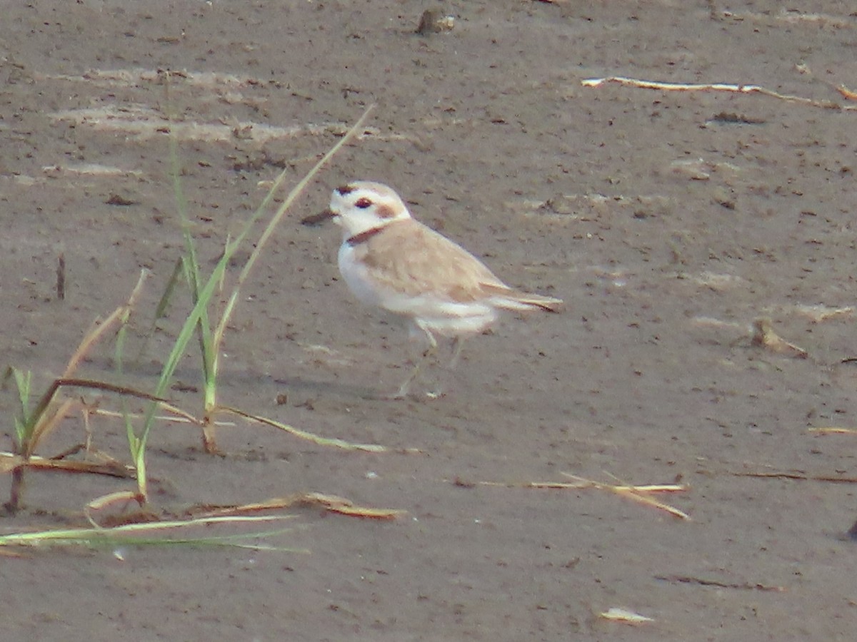 Snowy Plover - ML638032480