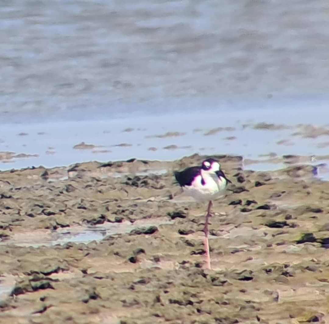 Black-necked Stilt - ML638032493