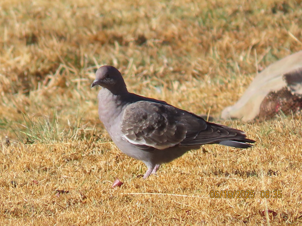 Spot-winged Pigeon - ML638032499