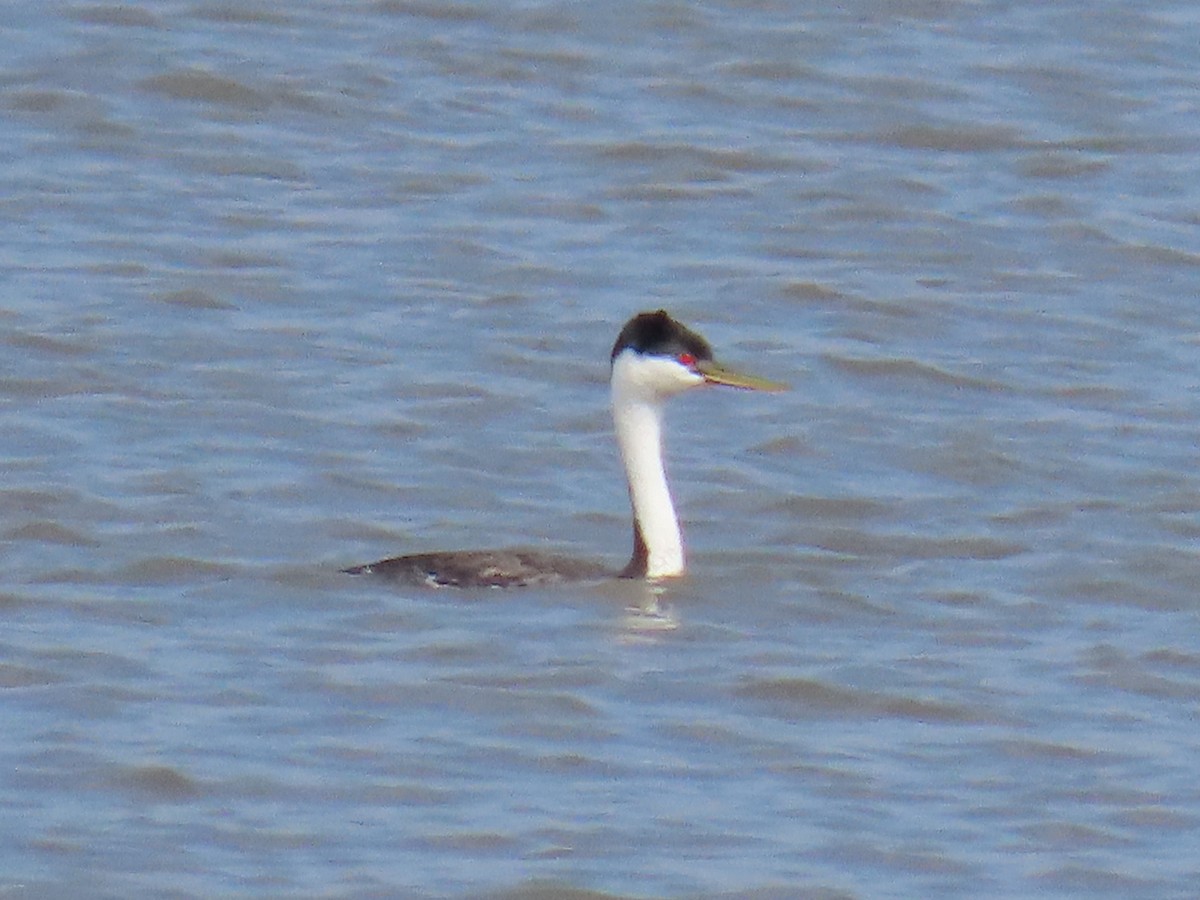 Western Grebe - ML638032503