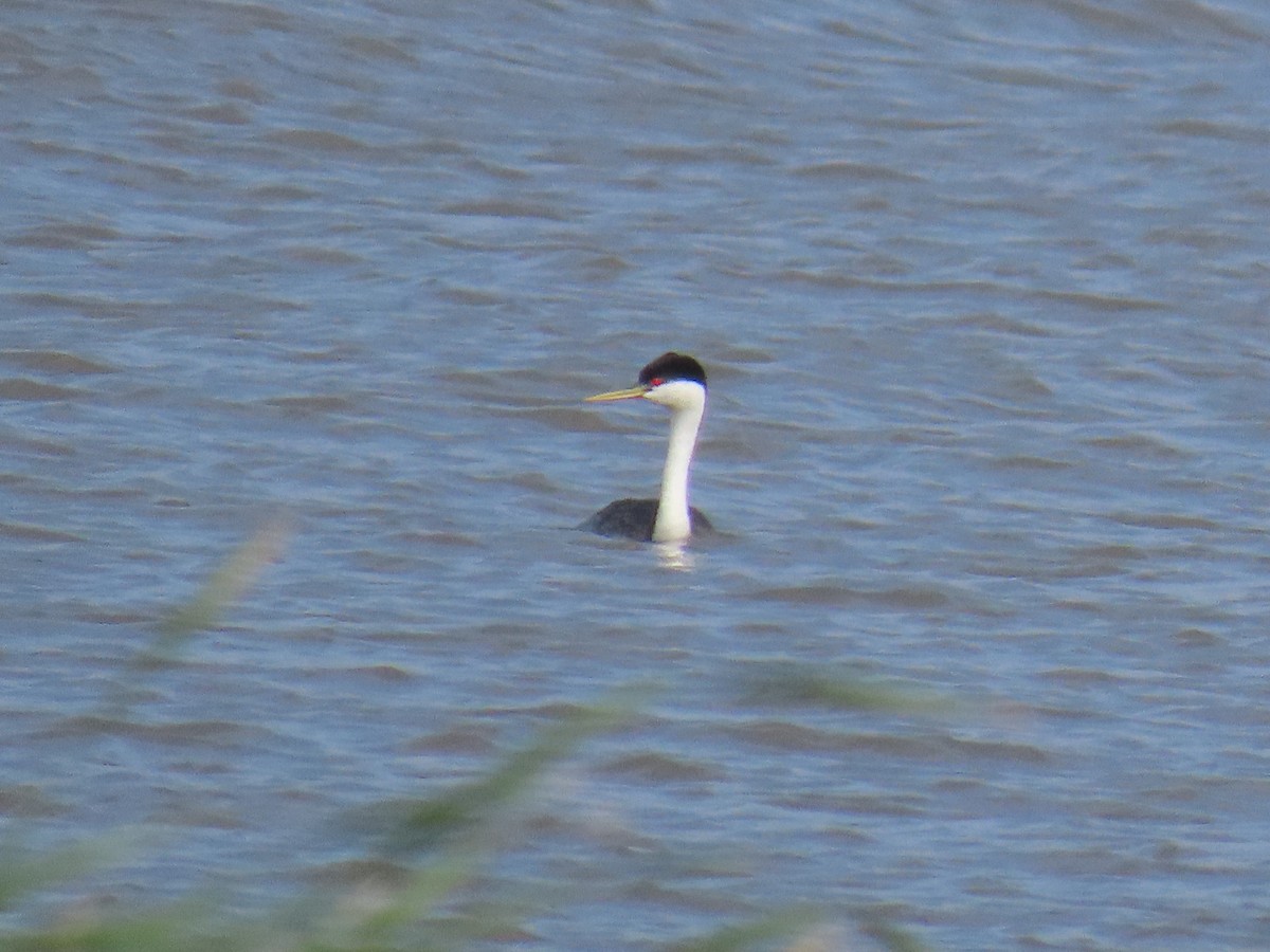 Western Grebe - ML638032504