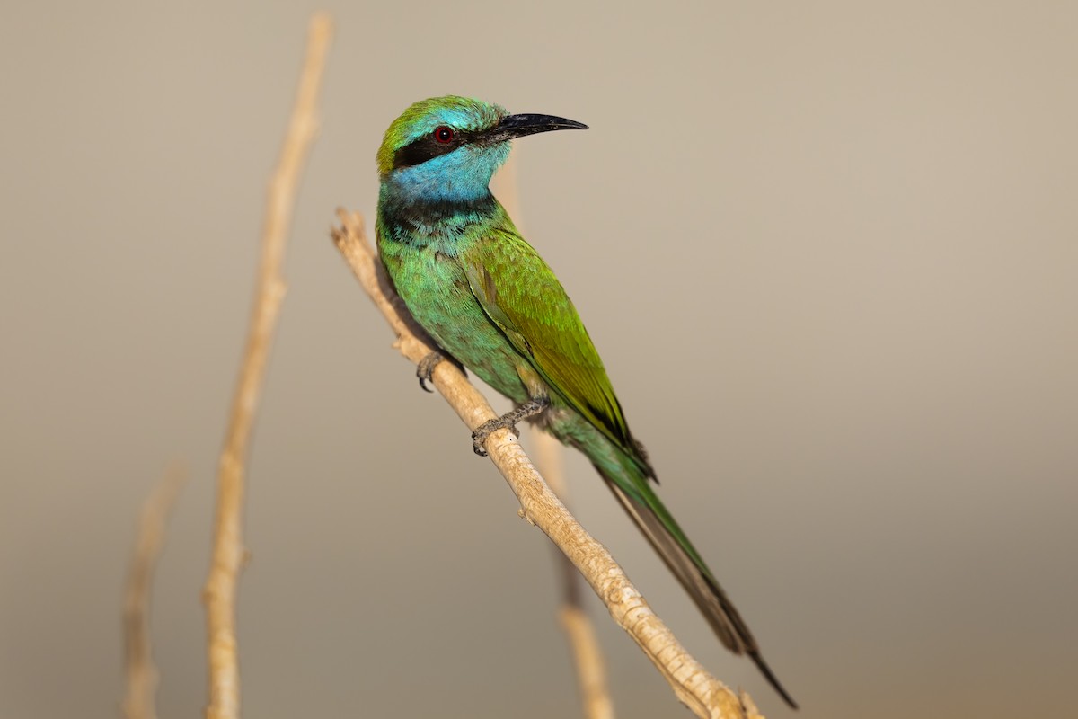 Arabian Green Bee-eater - ML638032505