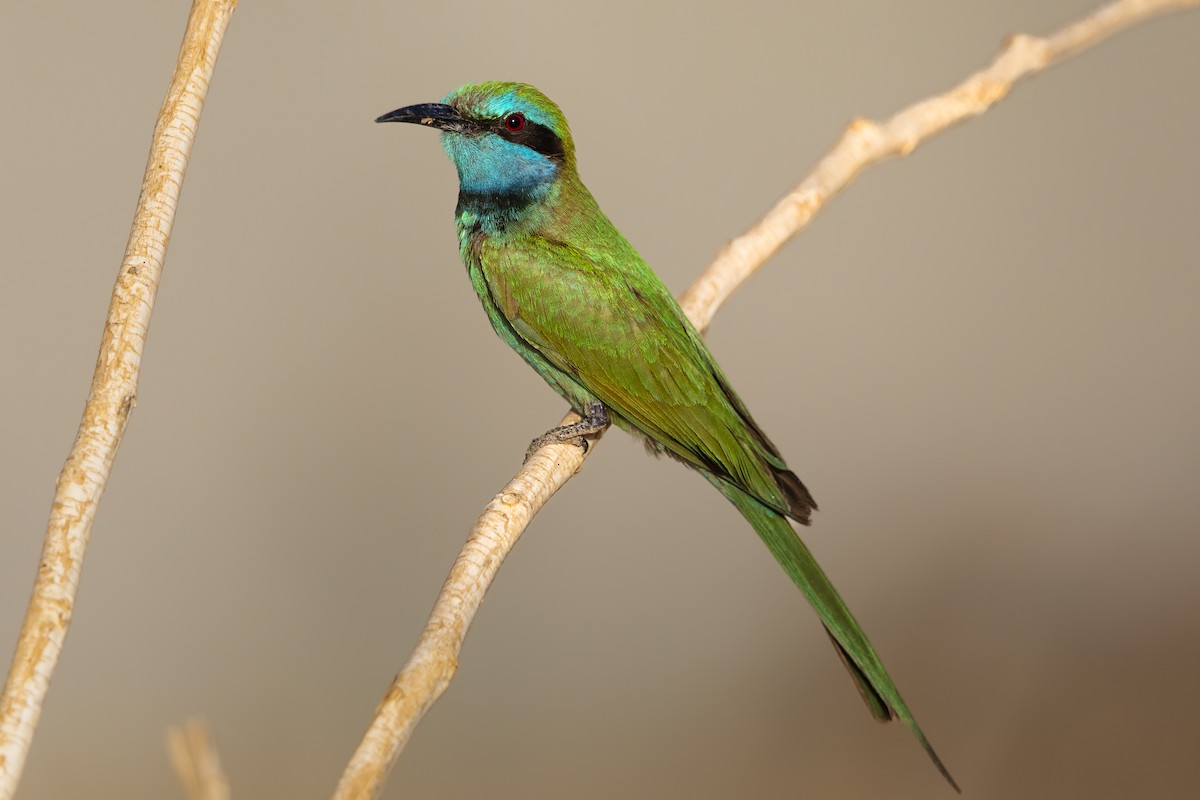 Arabian Green Bee-eater - ML638032506