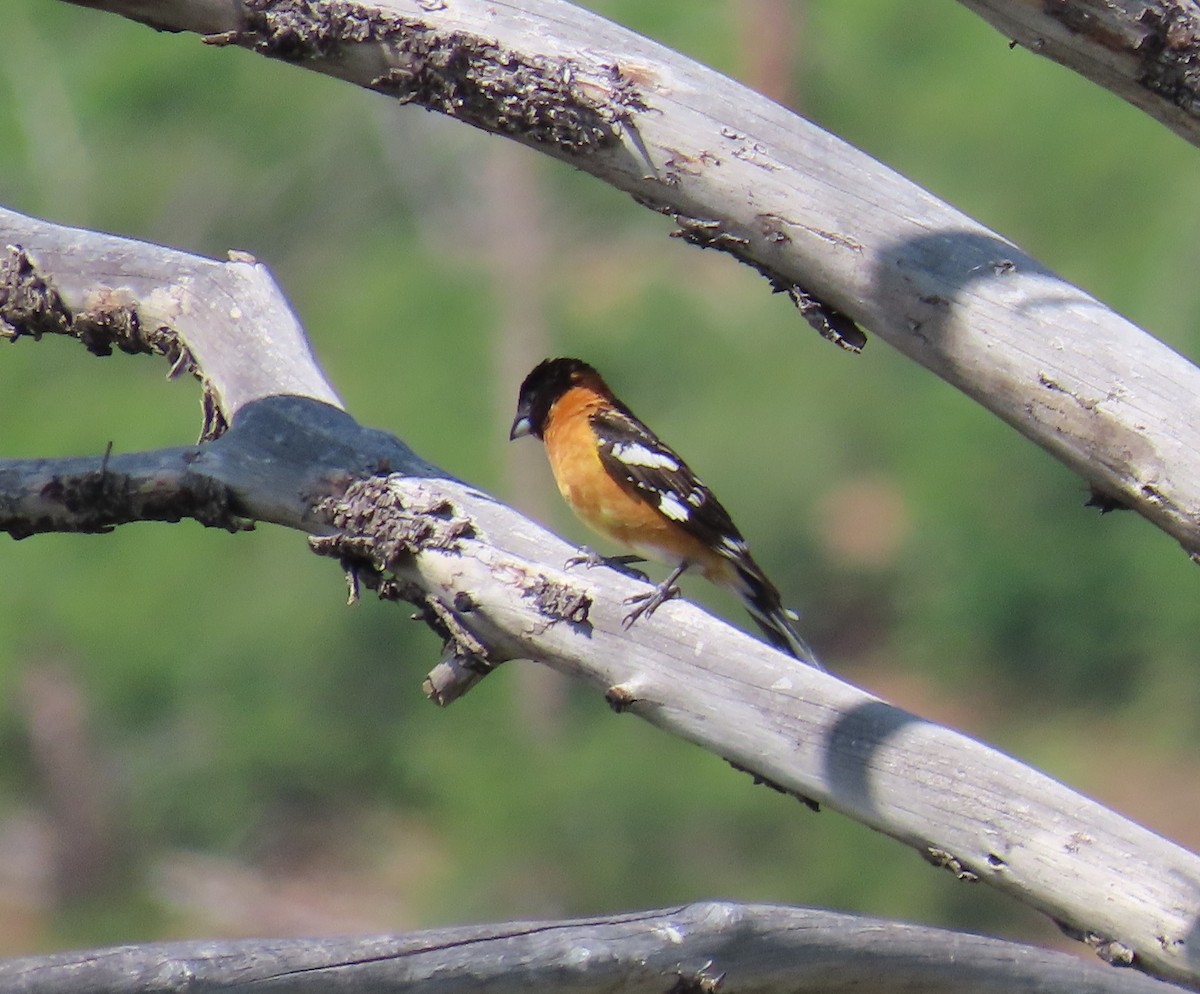 Black-headed Grosbeak - ML638032507