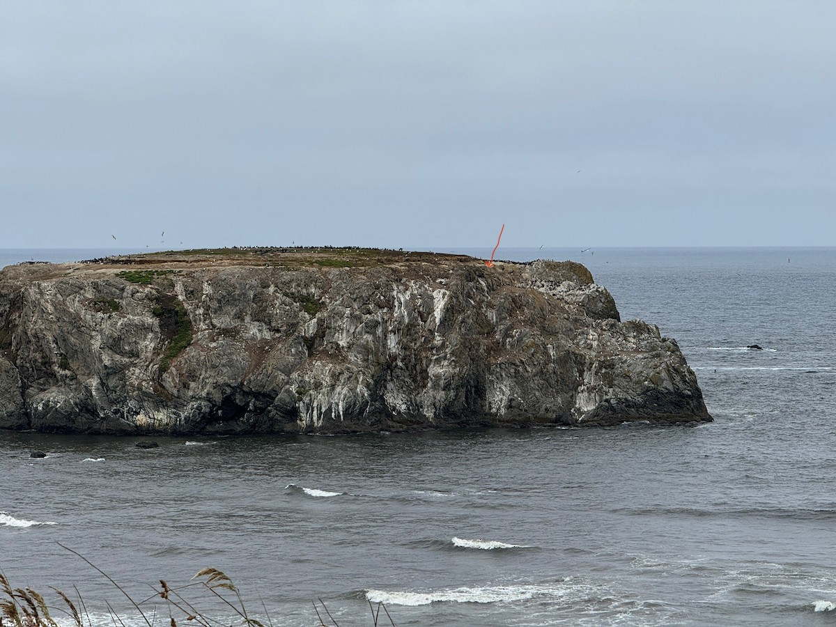 Tufted Puffin - ML638032511