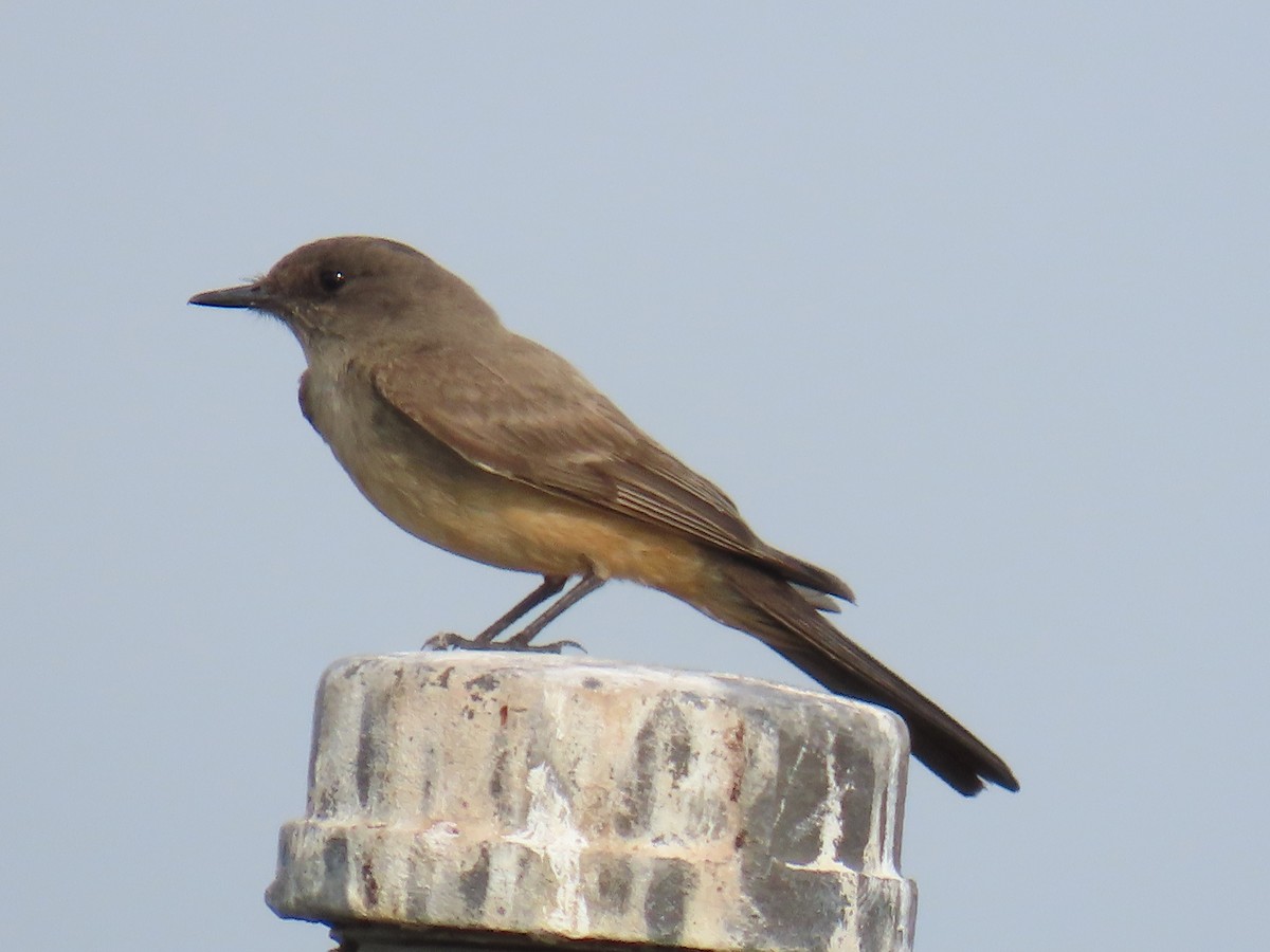Say's Phoebe - ML638032518