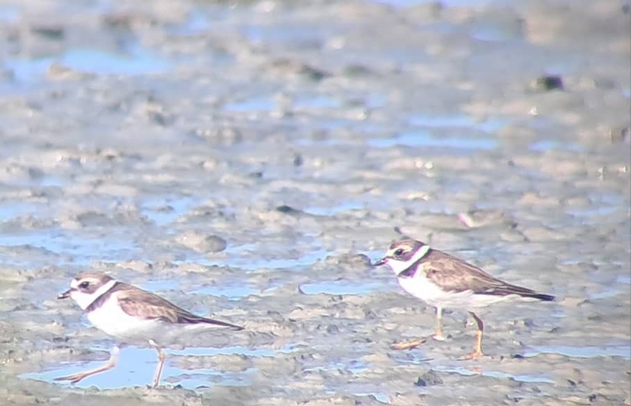 Semipalmated Plover - ML638032534