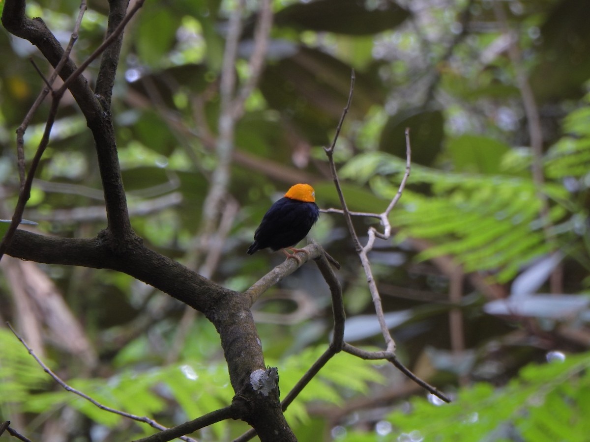 Golden-headed Manakin - ML638032548