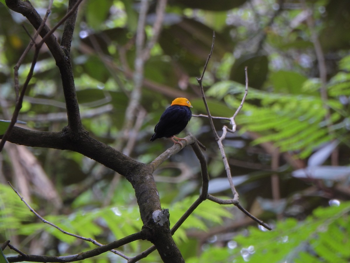Golden-headed Manakin - ML638032549