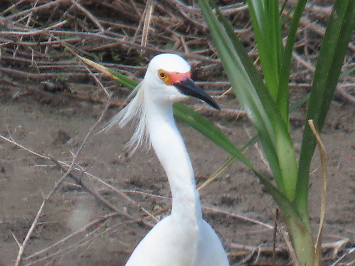 Snowy Egret - ML638032550