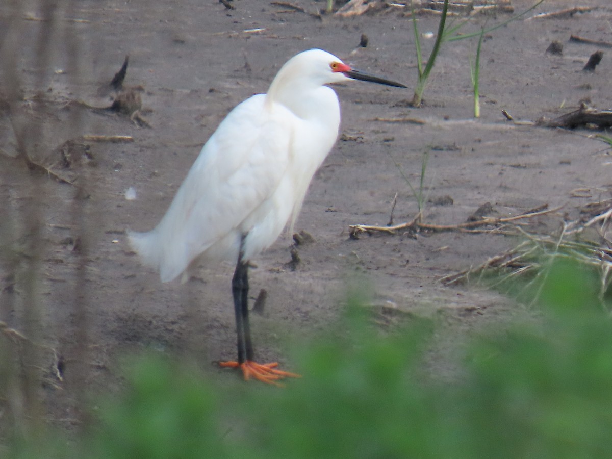 Snowy Egret - ML638032551