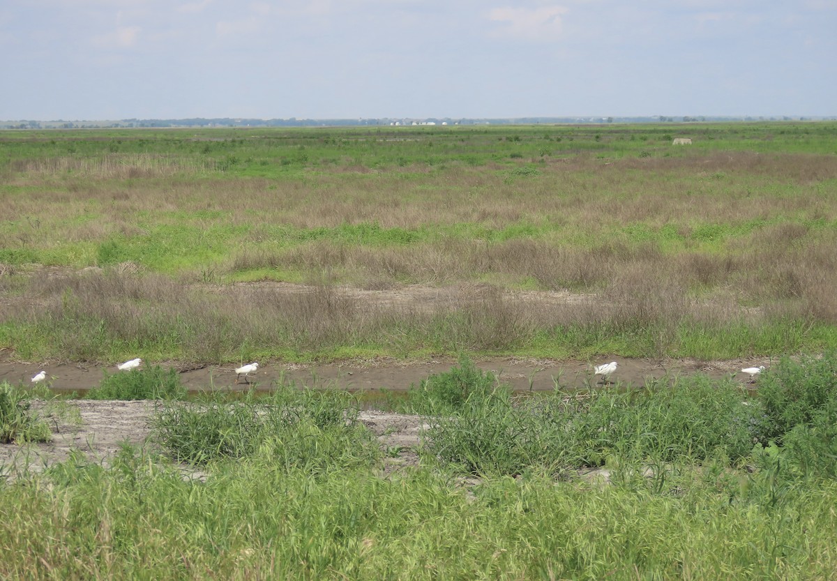 Snowy Egret - ML638032552
