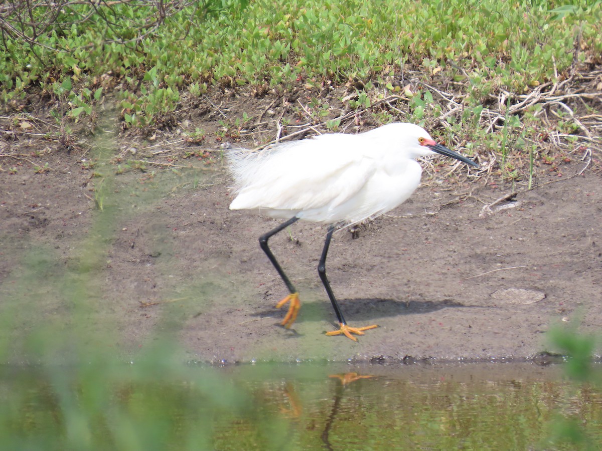 Snowy Egret - ML638032553