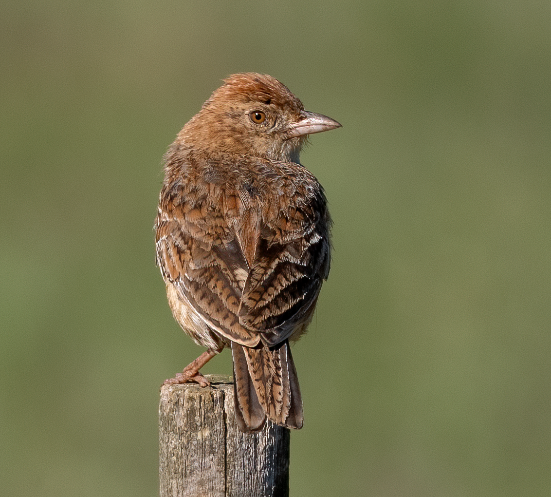 Eastern Clapper Lark - ML638032604