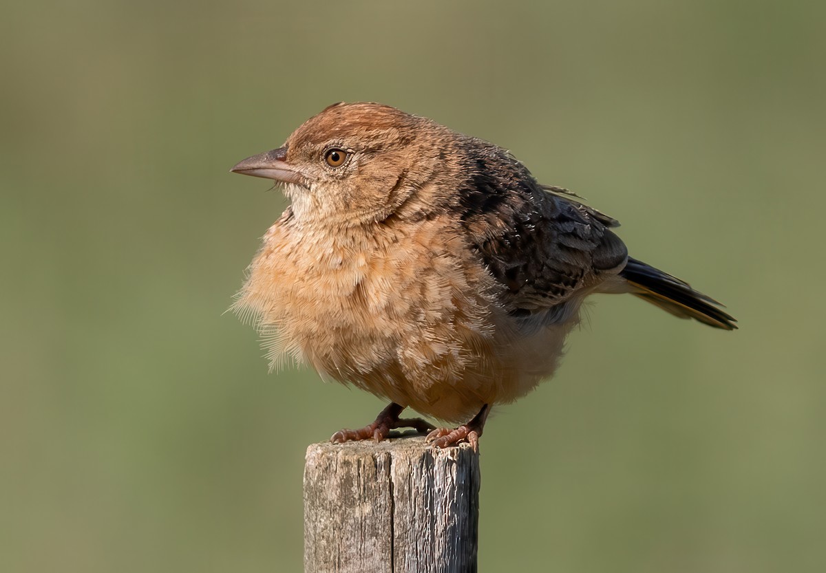 Eastern Clapper Lark - ML638032605