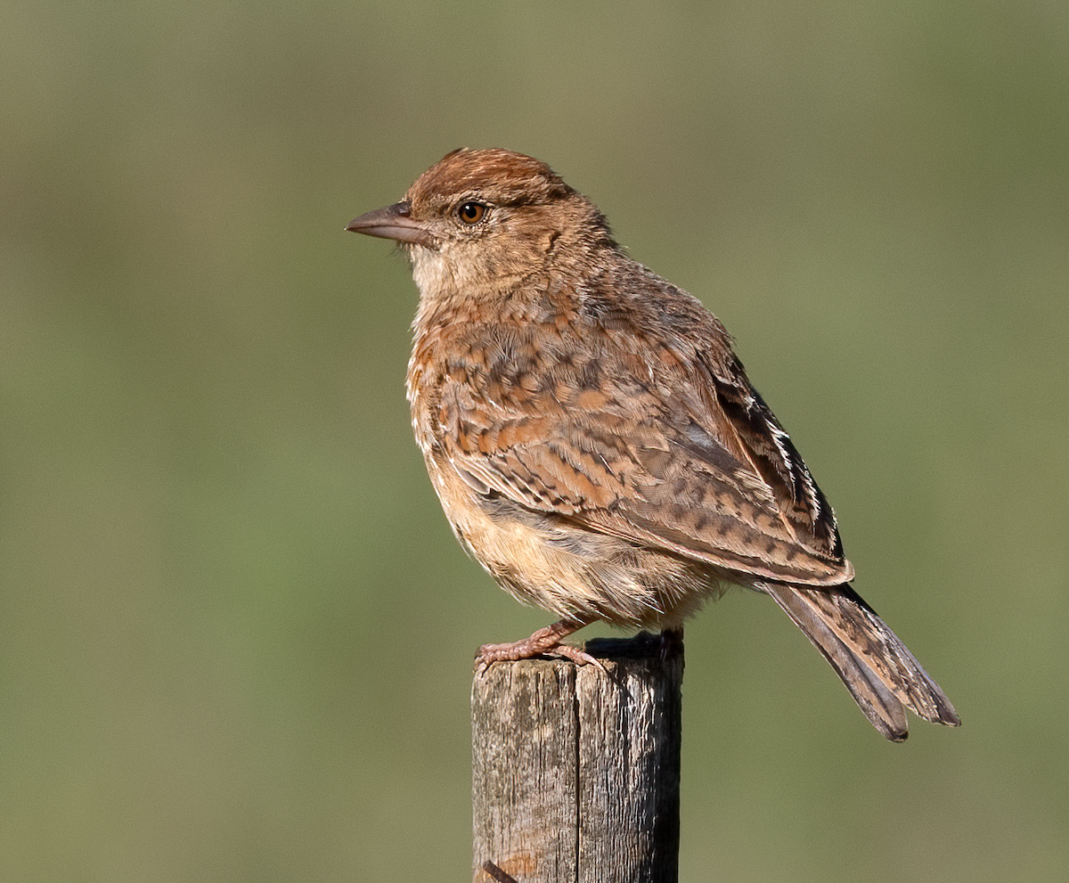 Eastern Clapper Lark - ML638032606