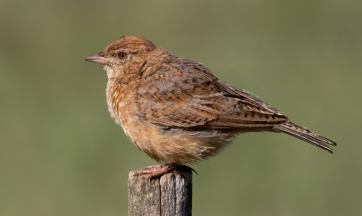 Eastern Clapper Lark - ML638032607