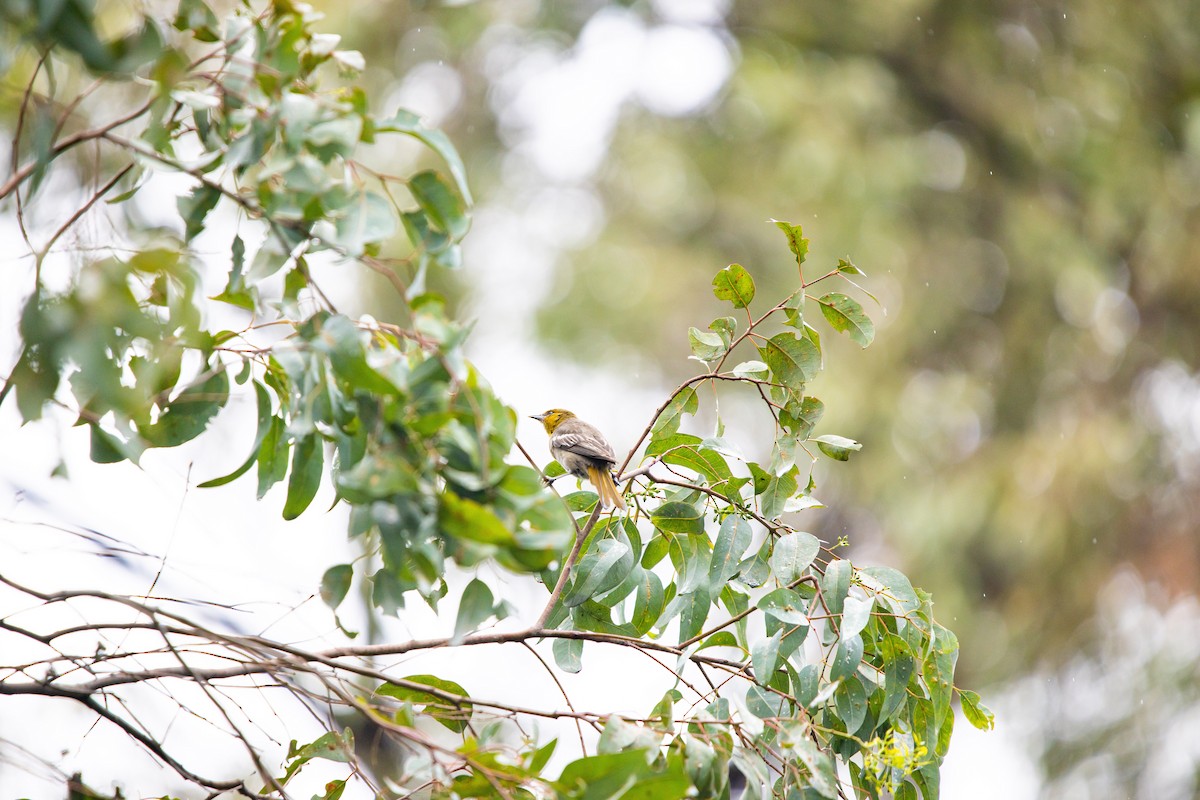 Black-backed Oriole - ML638032609
