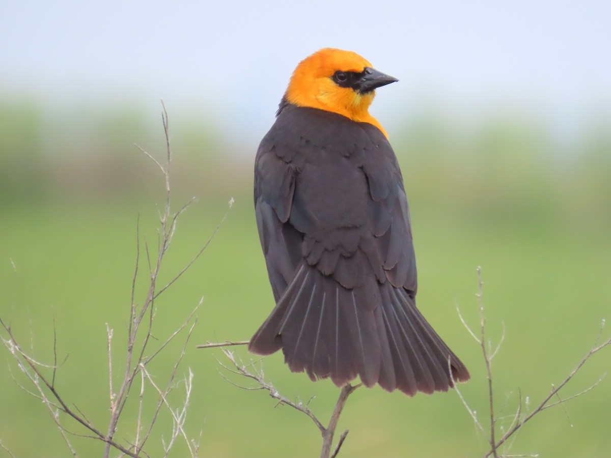 Yellow-headed Blackbird - ML638032610