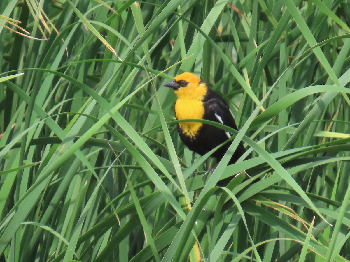 Yellow-headed Blackbird - ML638032611