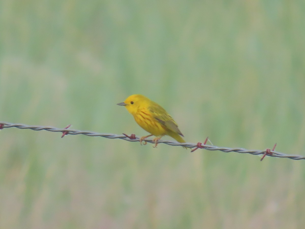 Yellow Warbler - ML638032630