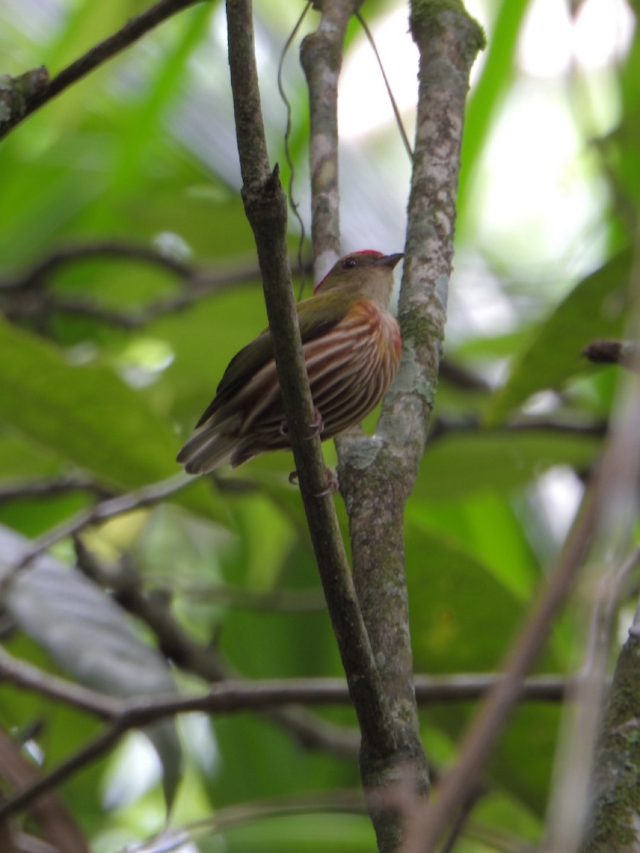 Striolated Manakin - ML638032636