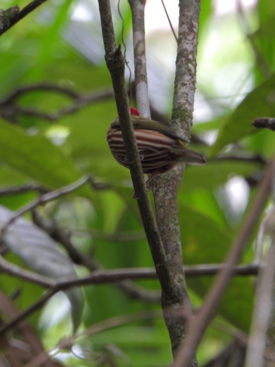 Striolated Manakin - ML638032637