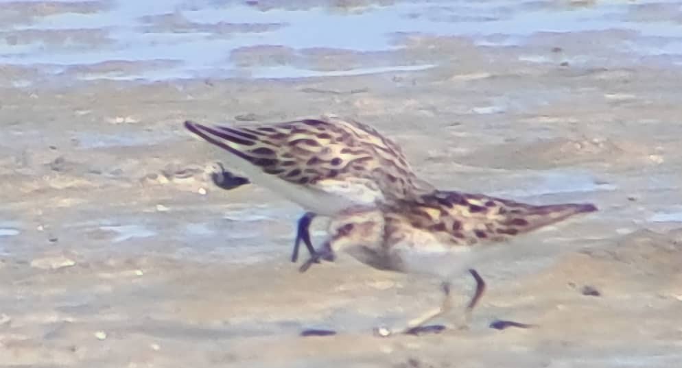 Least Sandpiper - ML638032706