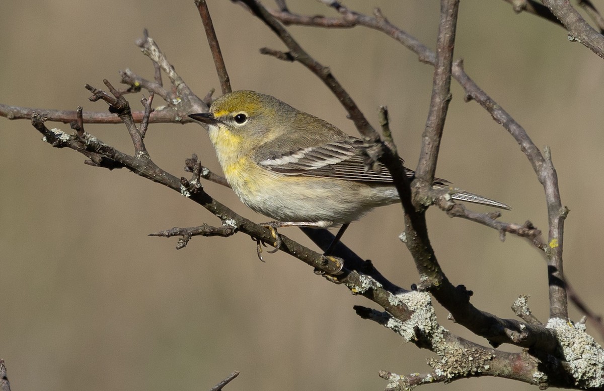 Pine Warbler - ML638032744