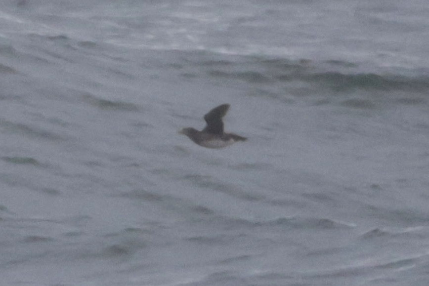 Rhinoceros Auklet - ML638032764