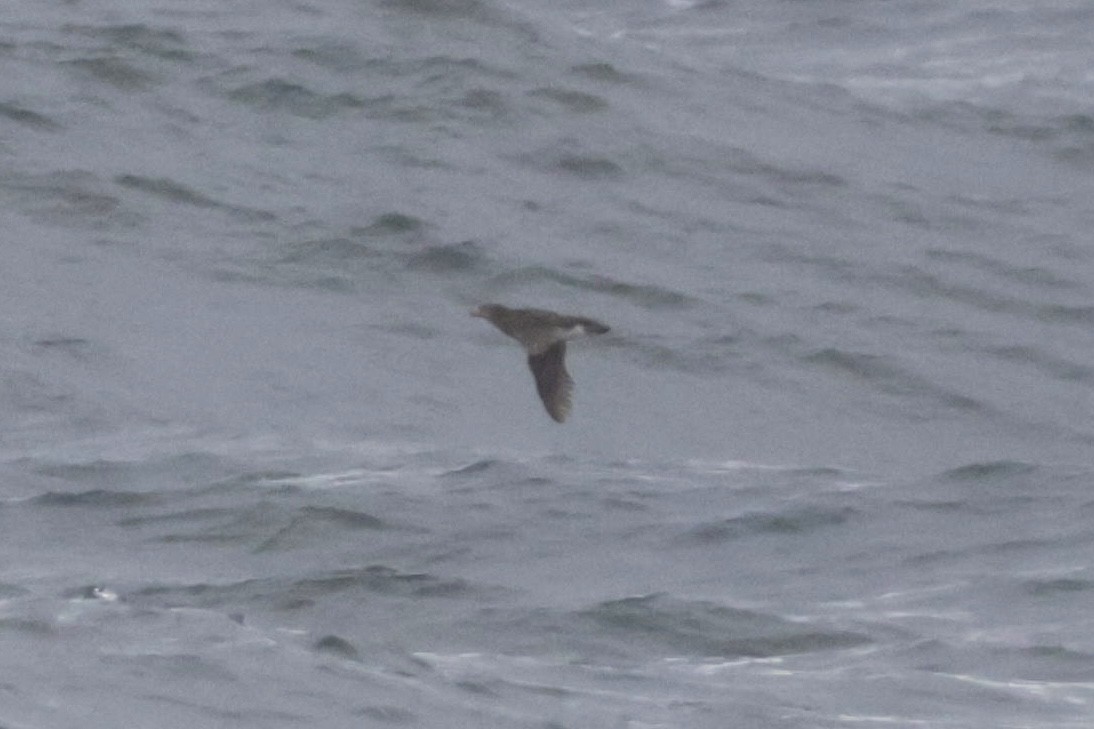 Rhinoceros Auklet - ML638032765