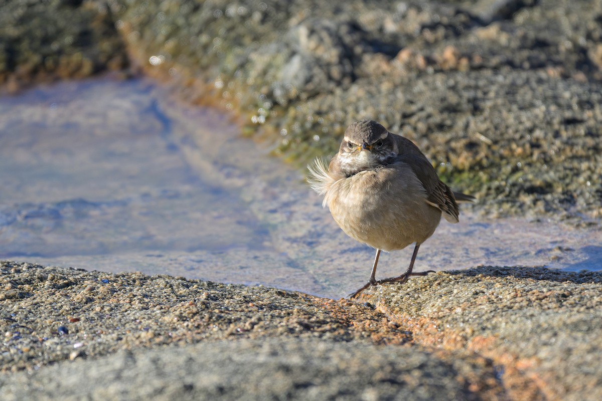 Buff-winged Cinclodes - ML638032767