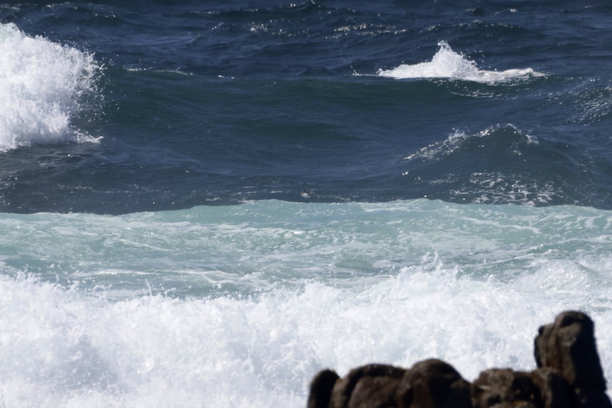 Cassin's Auklet - ML638032770