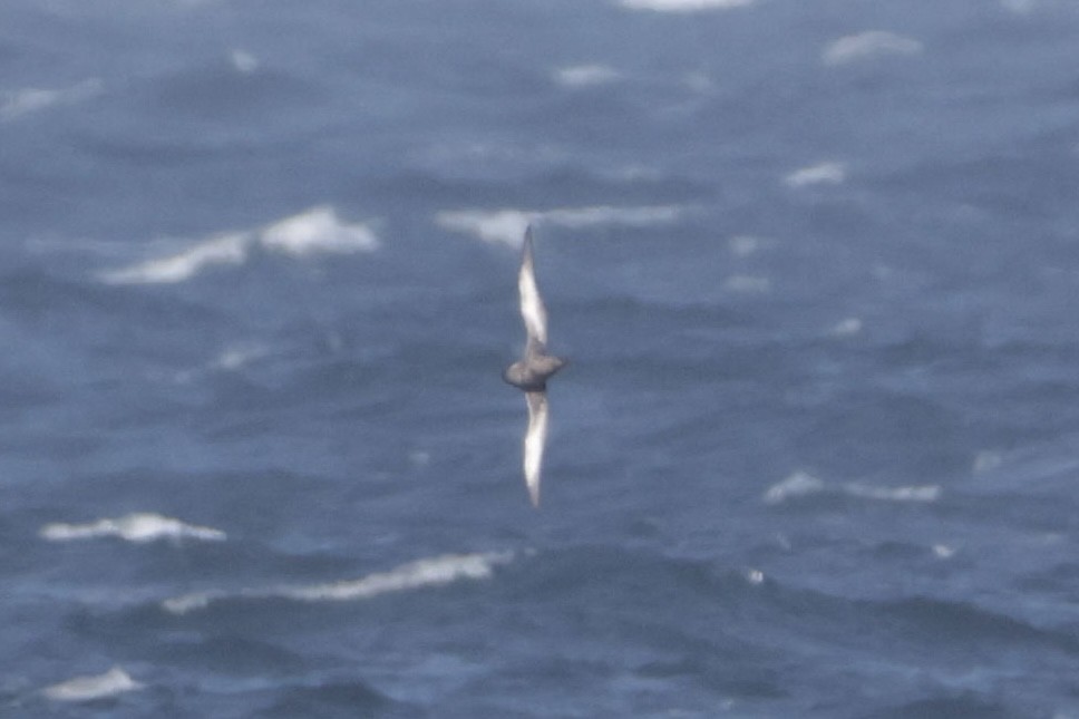 Sooty Shearwater - ML638032779