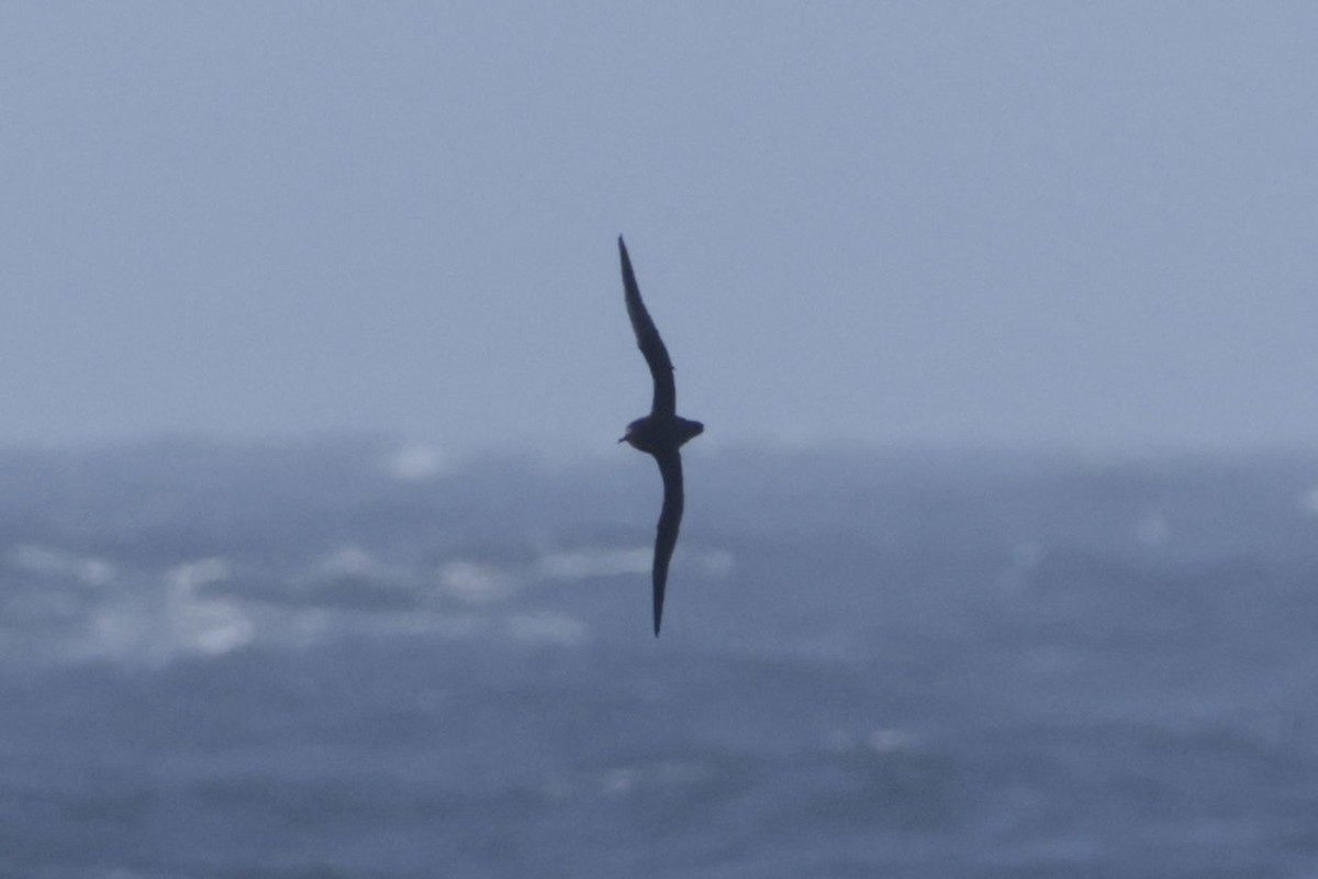 Sooty Shearwater - ML638032780