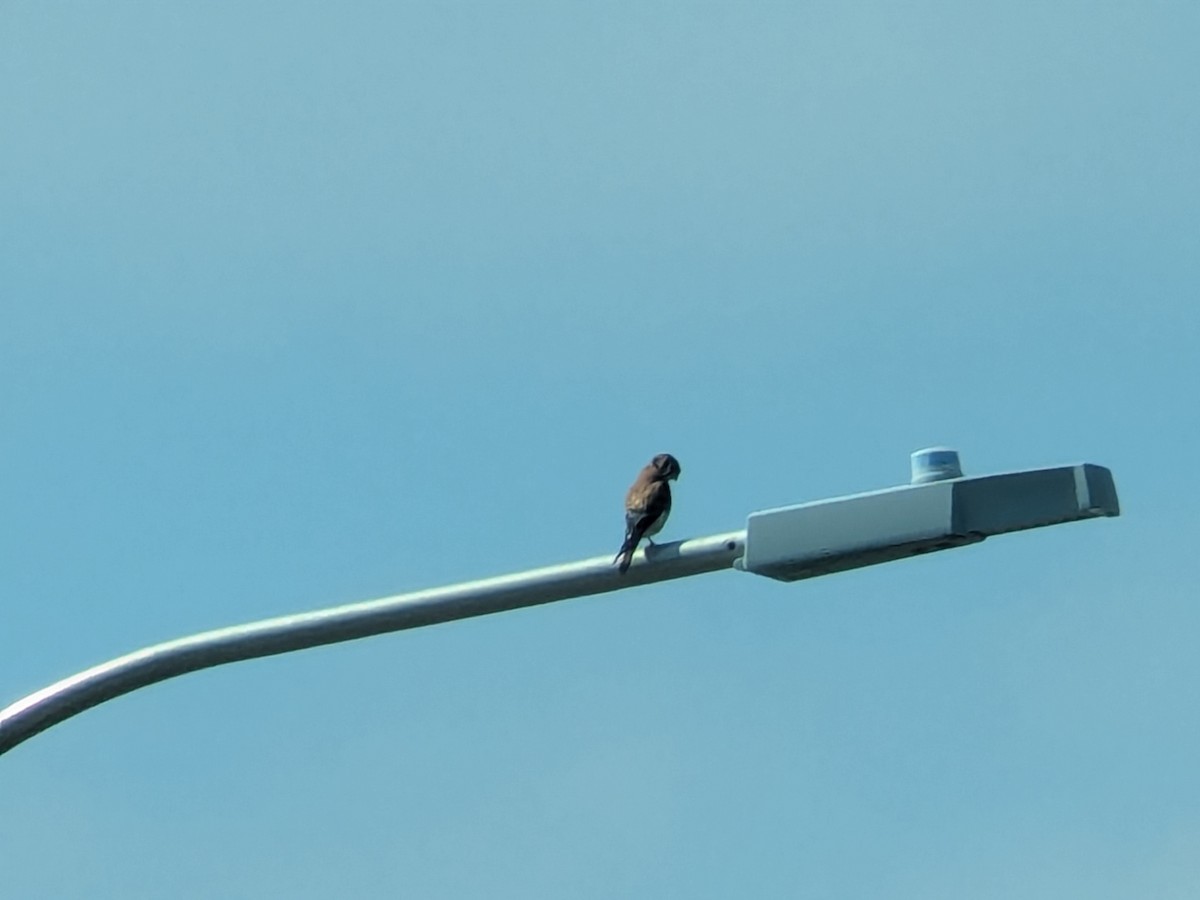 American Kestrel - ML638032807