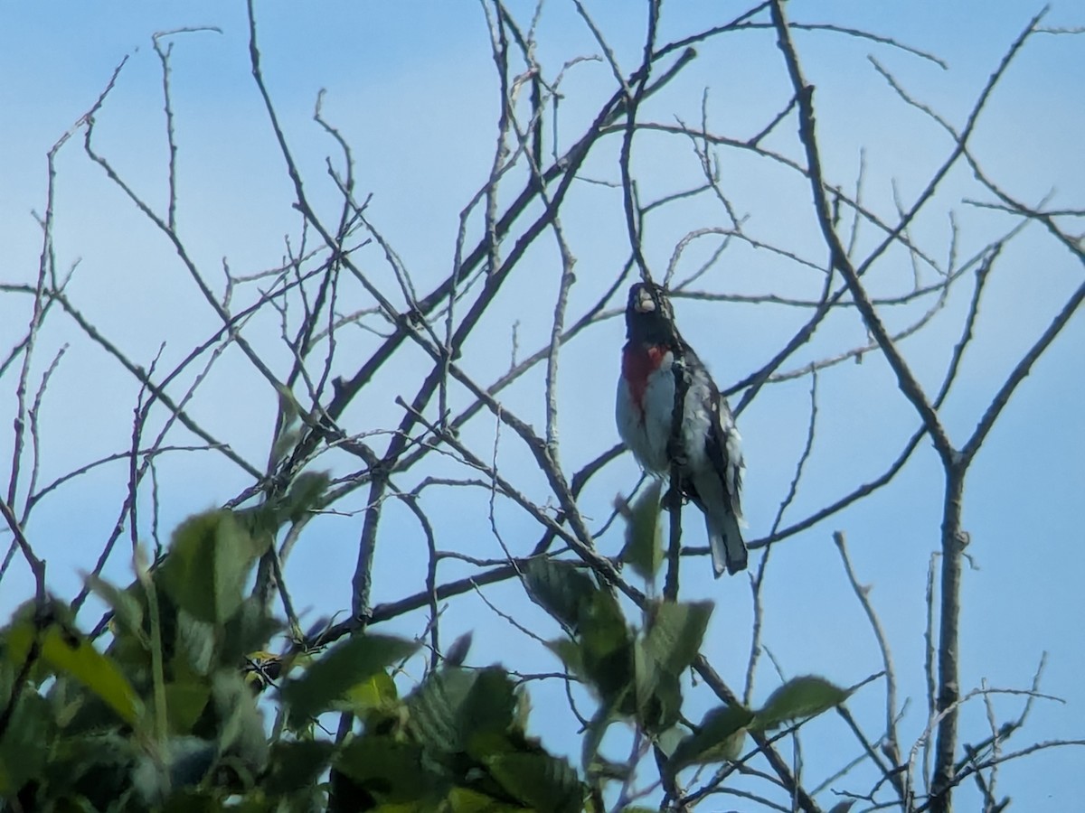 Rose-breasted Grosbeak - ML638032823
