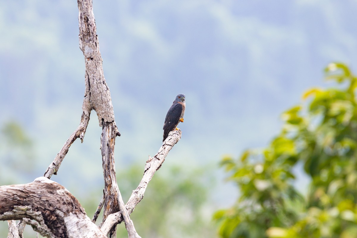 Double-toothed Kite - ML638032828