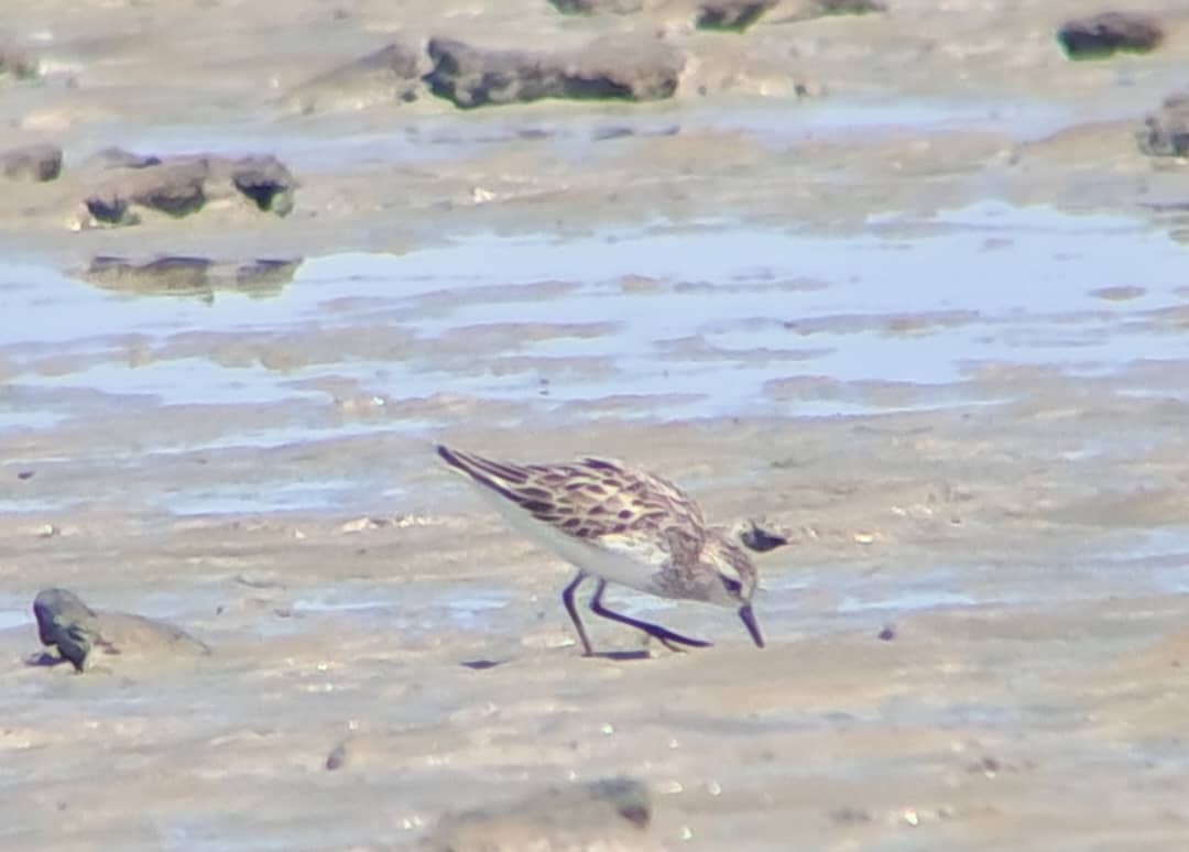 Semipalmated Sandpiper - ML638032835
