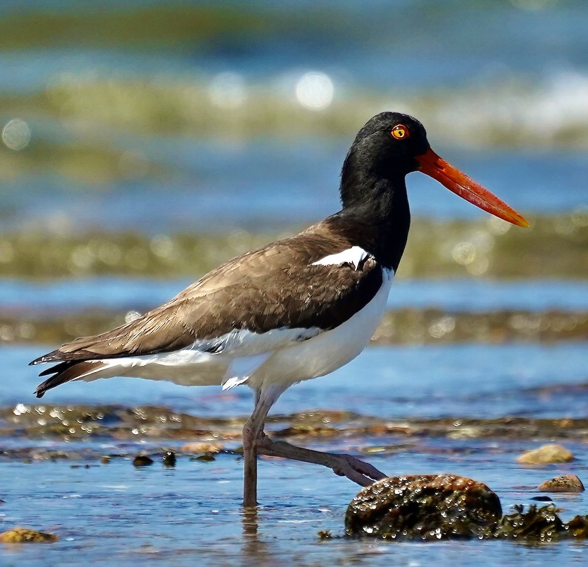 American Oystercatcher - ML638032840