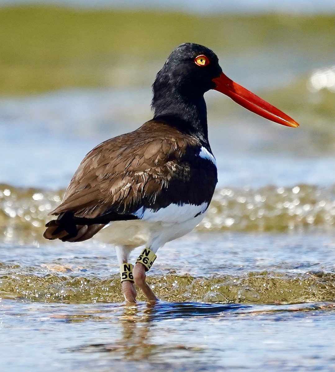 American Oystercatcher - ML638032841