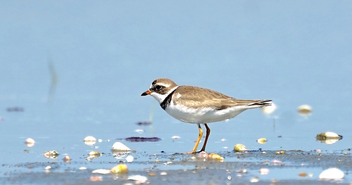 Semipalmated Plover - ML638032855