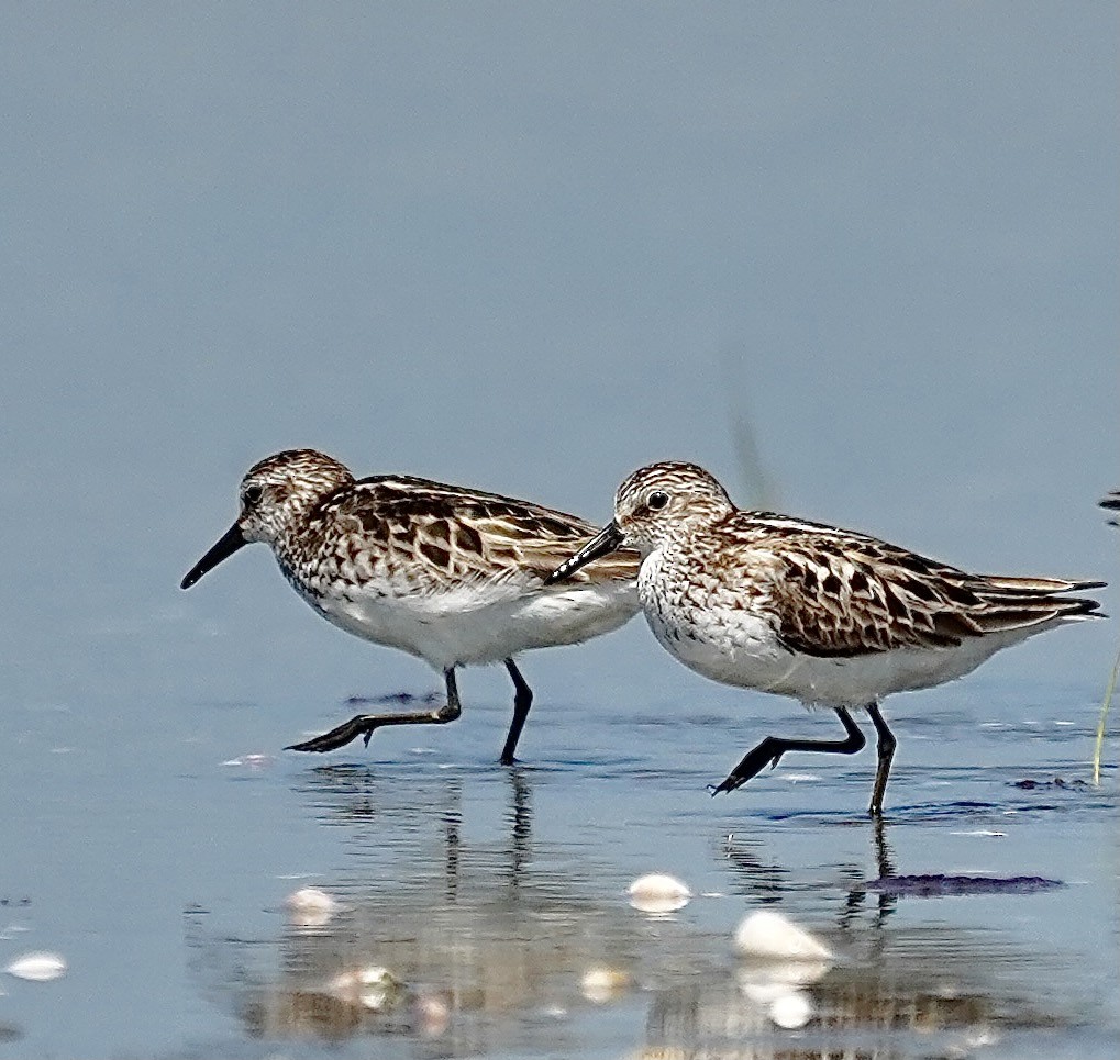Semipalmated Sandpiper - ML638032865