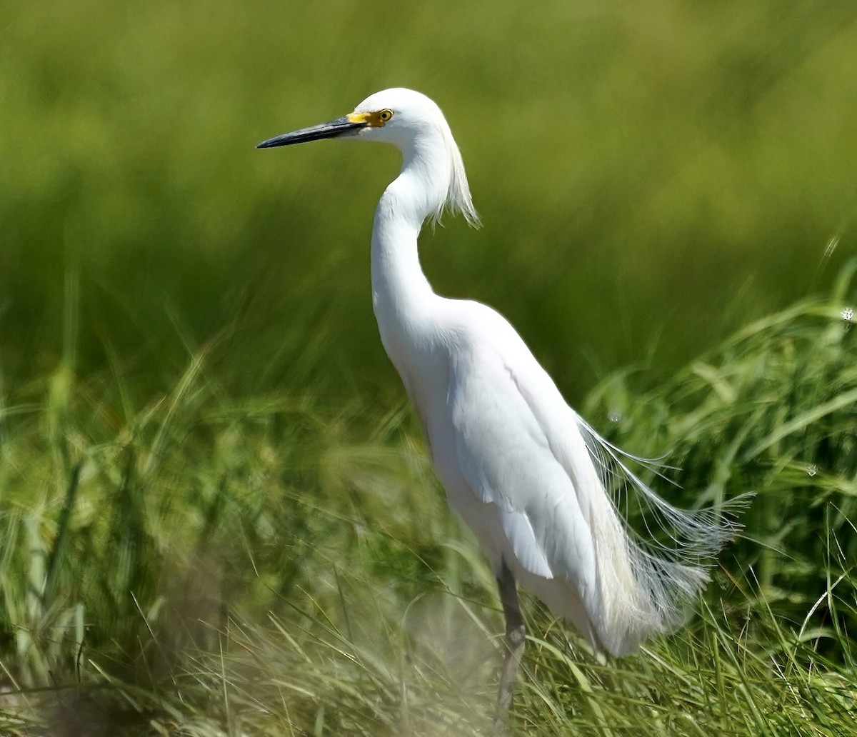Snowy Egret - ML638032880