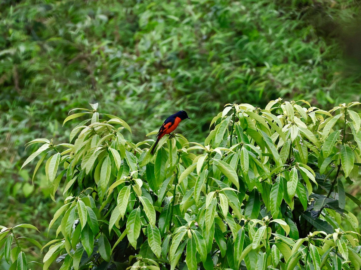 Kırmızı Minivet - ML638032891