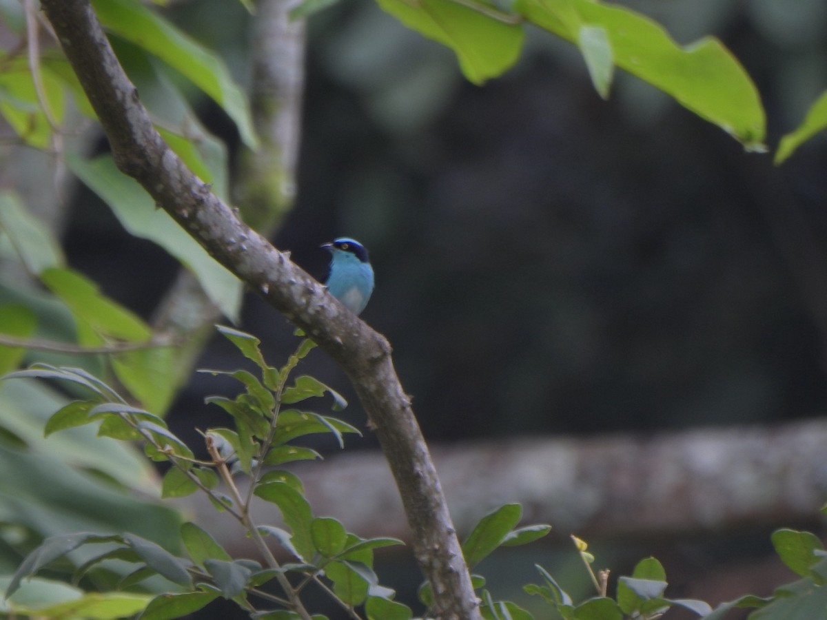Black-faced Dacnis - ML638032953