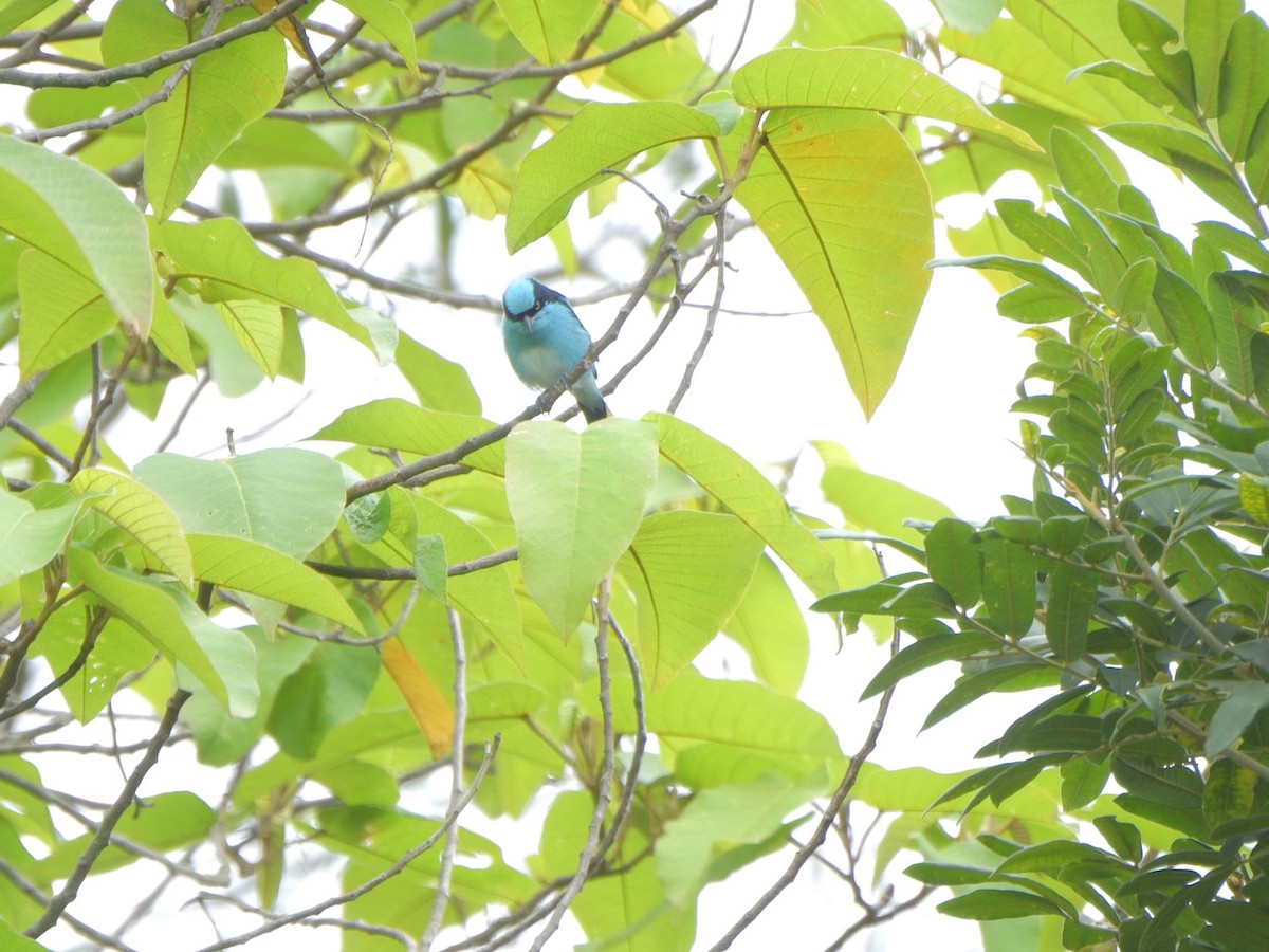 Black-faced Dacnis - ML638032954